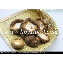 Comestível secado Smooth Shiitake Cogumelo Cultivo, Flor Branca Cogumelo, Chá Flor Shiitake 20 kg / Carton